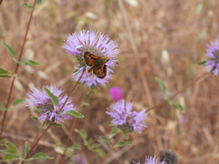 Ochlodes agricola
