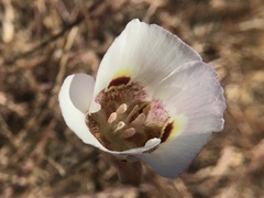 Calochortus argillosus