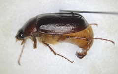 Phyllophaga inversa