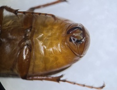 Phyllophaga inversa