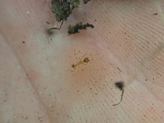 Pheidole morrisii