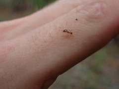 Pheidole morrisii