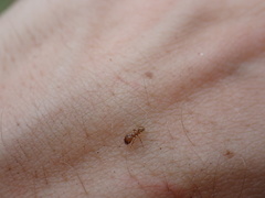 Pheidole morrisii