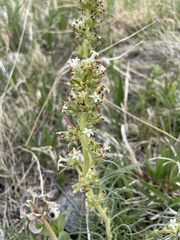 Ipomopsis spicata