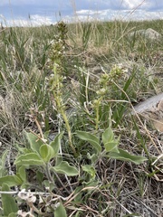 Ipomopsis spicata