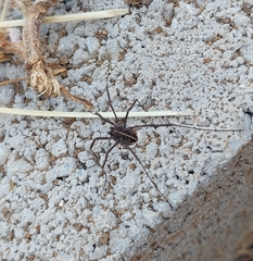 Zachaeus
