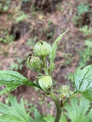 Cacaliopsis nardosmia
