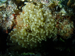 Euphyllia