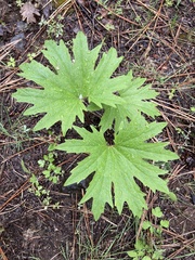 Cacaliopsis nardosmia