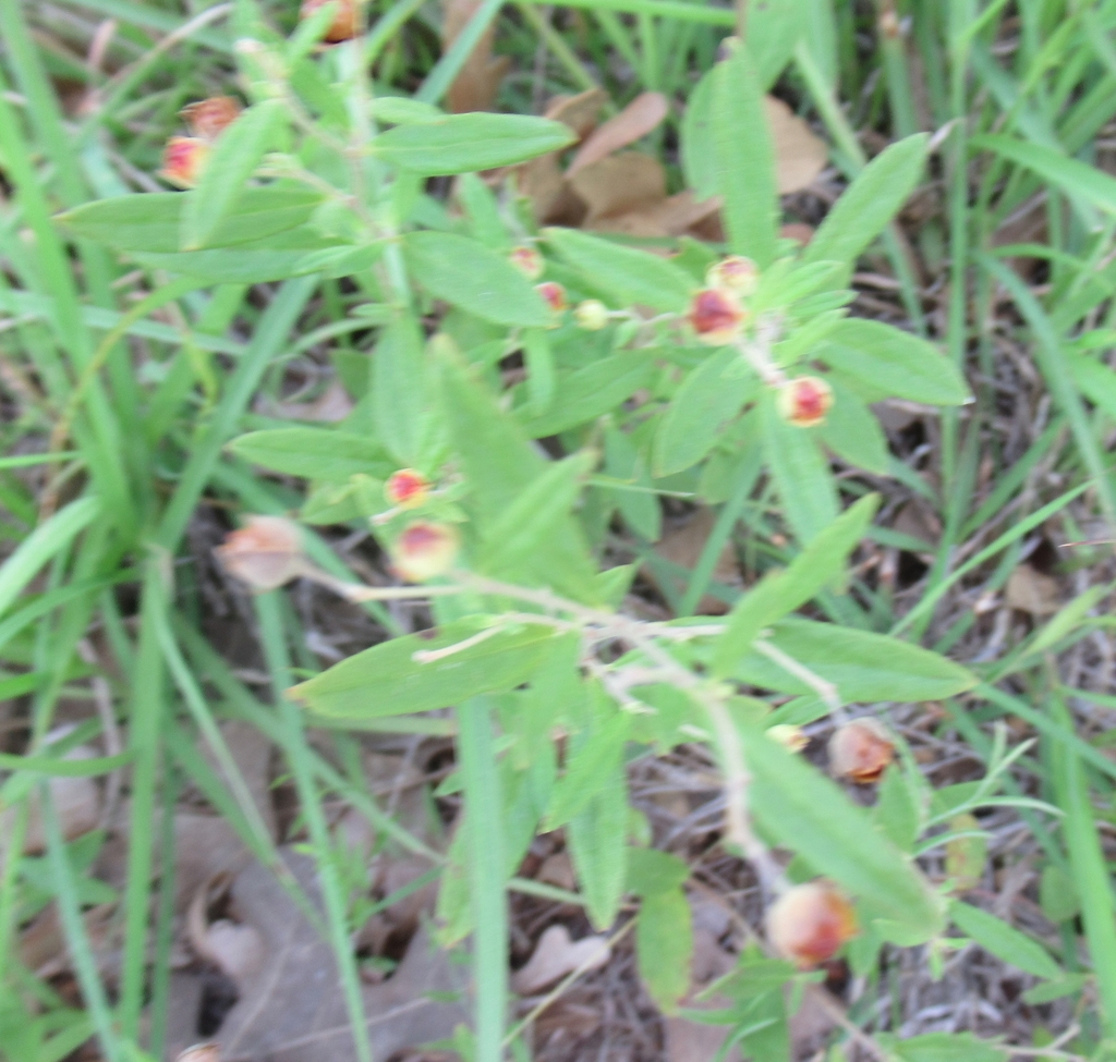 Georgia frostweed