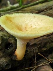 Bresadolia craterella