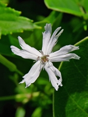 Silene fissipetala