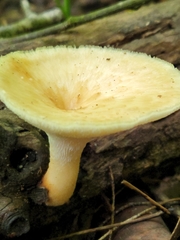 Bresadolia craterella