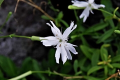 Silene fissipetala