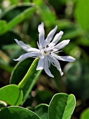Silene fissipetala
