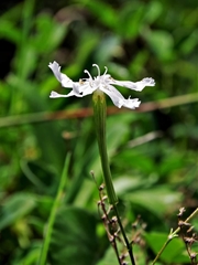 Silene fissipetala