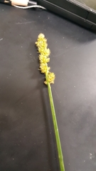 Carex annectens