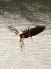 Dicrepidius palmatus