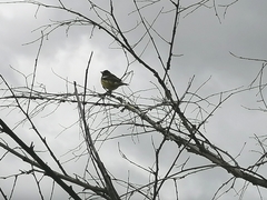 Emberiza aureola