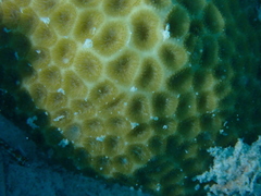 Leptastrea purpurea