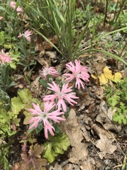 Silene hookeri