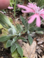 Silene hookeri