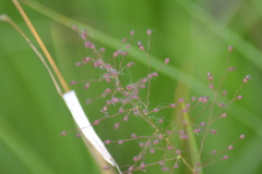 Dichanthelium praecocius