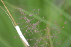 Dichanthelium praecocius