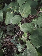 Hormaphis hamamelidis