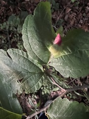 Hormaphis hamamelidis