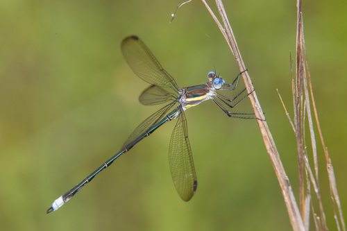 Great Spreadwing
