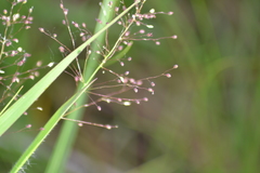 Dichanthelium praecocius