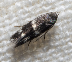 Elachista illectella