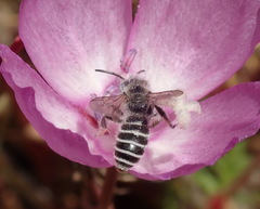 Hesperapis regularis