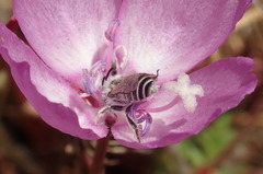 Hesperapis regularis