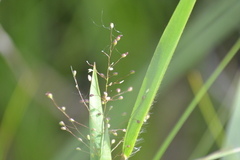 Dichanthelium praecocius