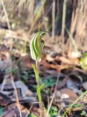 Pterostylis striata
