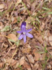 Dichelostemma congestum