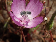Hesperapis regularis