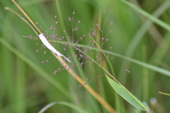 Dichanthelium praecocius