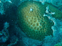 Leptastrea purpurea