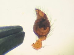 Stemmops nigrabdomenus