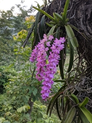 Aerides multiflora
