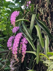 Aerides multiflora