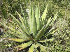 Agave kerchovei