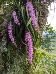 Aerides multiflora