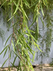 Leptospermum madidum