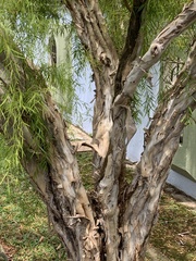 Leptospermum madidum