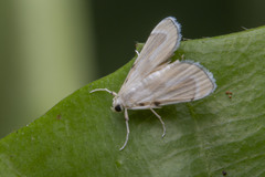Musotiminae