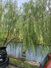 Leptospermum madidum